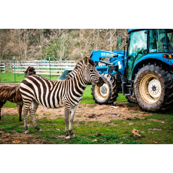 Safari Party Package Hidden Safari Party Package Hidden