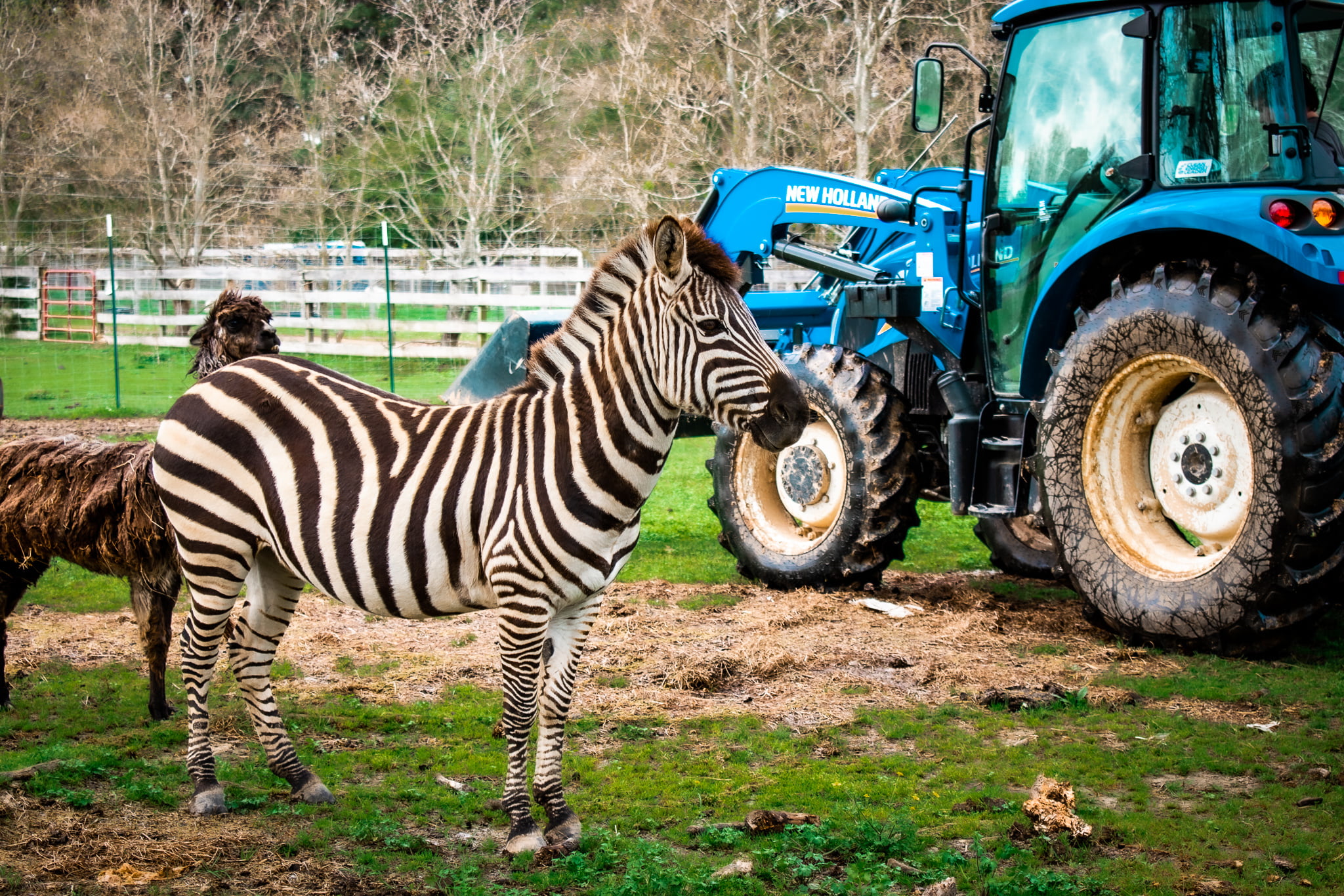 Safari Party Package